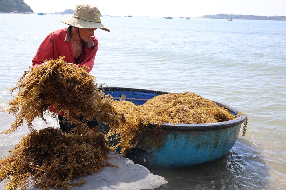 Người dân xã đảo Tam Hải (Đà Nẵng) vào vụ thu hoạch “thảo dược” dưới đáy biển - Ảnh 3. Người dân xã đảo Tam Hải (Đà Nẵng) vào vụ thu hoạch “thảo dược” dưới đáy biển - Ảnh 3.
