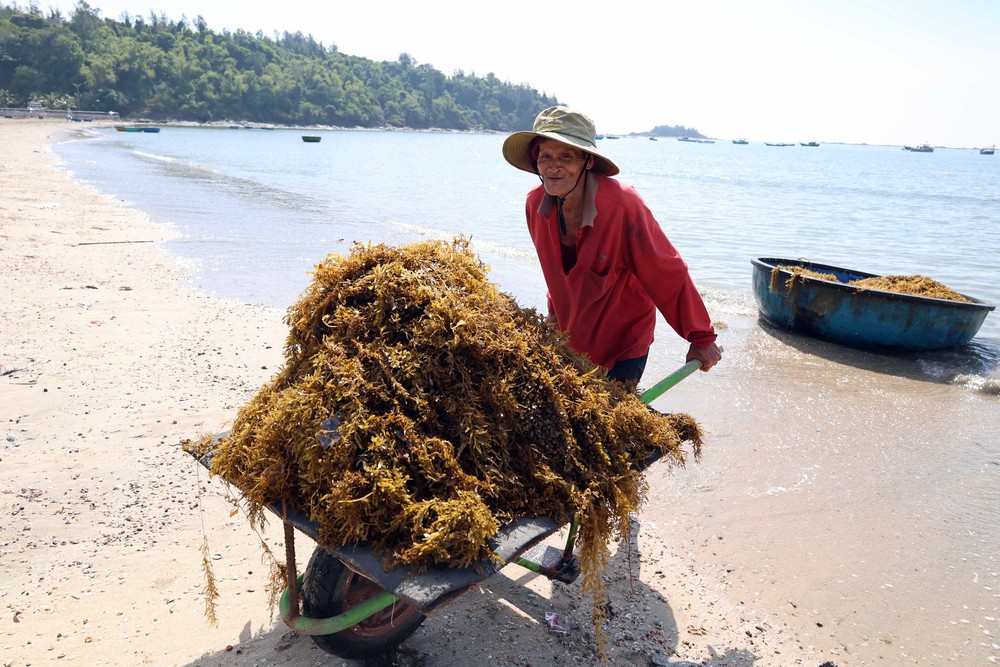 Người dân xã đảo Tam Hải (Đà Nẵng) vào vụ thu hoạch “thảo dược” dưới đáy biển - Ảnh 2. Người dân xã đảo Tam Hải (Đà Nẵng) vào vụ thu hoạch “thảo dược” dưới đáy biển - Ảnh 2.