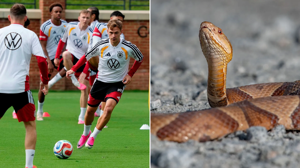 Rắn độc xâm nhập khu đóng quân World Cup 2026 của tuyển Đức, Kimmich lo bị giẫm phải - Ảnh 1. Rắn độc xâm nhập khu đóng quân World Cup 2026 của tuyển Đức, Kimmich lo bị giẫm phải - Ảnh 1.