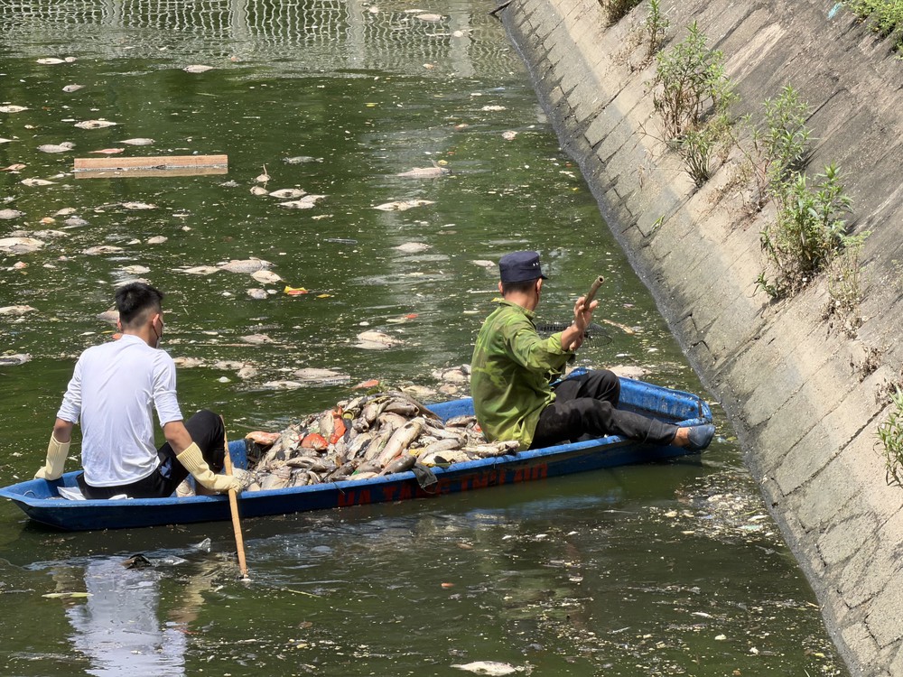 Hà Nội: Cá chết hàng loạt ở hồ Nghĩa Đô - Ảnh 3. Hà Nội: Cá chết hàng loạt ở hồ Nghĩa Đô - Ảnh 3.