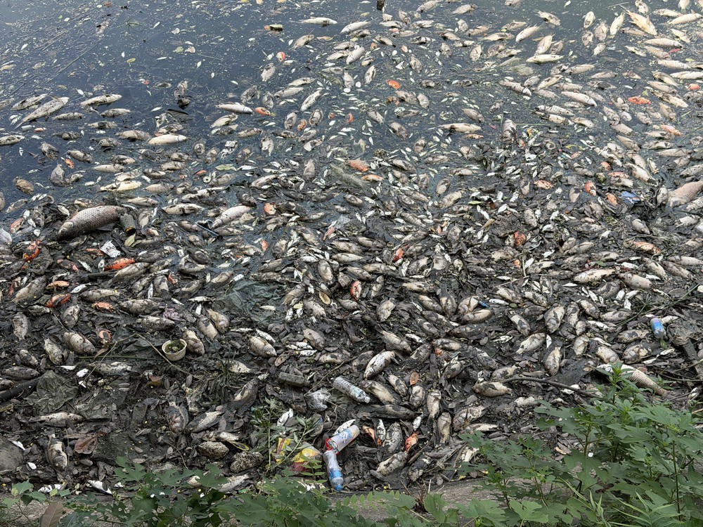 Hà Nội: Cá chết hàng loạt ở hồ Nghĩa Đô - Ảnh 2. Hà Nội: Cá chết hàng loạt ở hồ Nghĩa Đô - Ảnh 2.