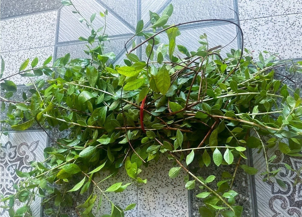 Tết đoan ngọ (5/5): Tục nhuộm lá móng - một nét đẹp văn hóa - Ảnh 1. Tết đoan ngọ (5/5): Tục nhuộm lá móng - một nét đẹp văn hóa - Ảnh 1.