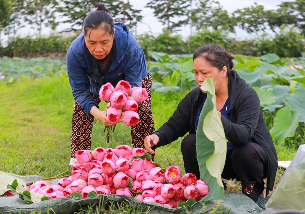 Tinh hoa nghề ướp trà sen Quảng An - Ảnh 9. Tinh hoa nghề ướp trà sen Quảng An - Ảnh 9.