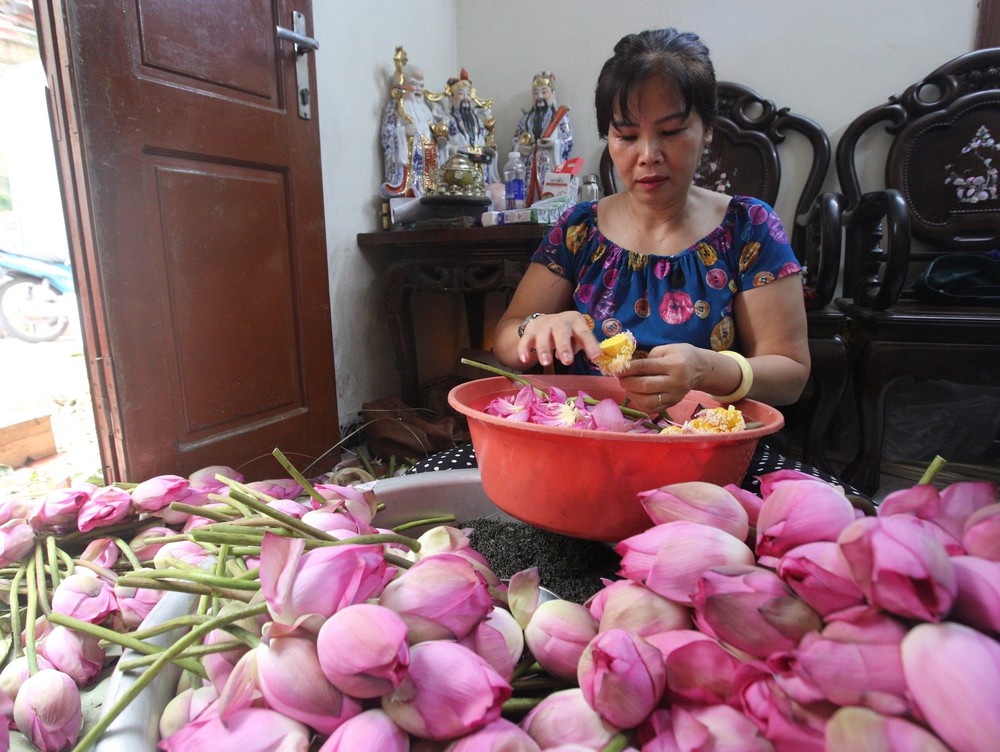 Tinh hoa nghề ướp trà sen Quảng An - Ảnh 1. Tinh hoa nghề ướp trà sen Quảng An - Ảnh 1.