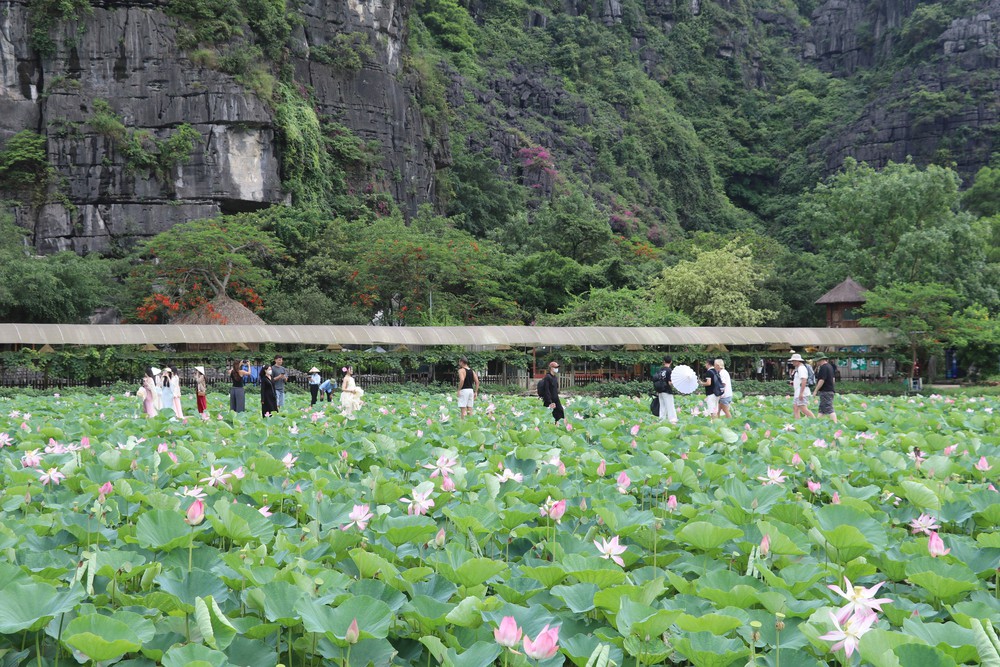 Ninh Bình rực rỡ sắc sen mùa hạ - Ảnh 5.