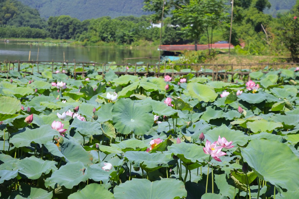 Sắc sen mùa Hạ mở hướng phát triển du lịch ở Việt Hồng - Ảnh 1.