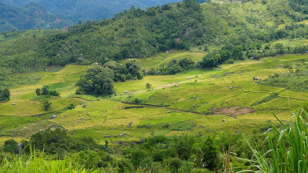 Vẻ đẹp ruộng bậc thang dưới chân núi Ngọc Linh - Ảnh 7. Vẻ đẹp ruộng bậc thang dưới chân núi Ngọc Linh - Ảnh 7.