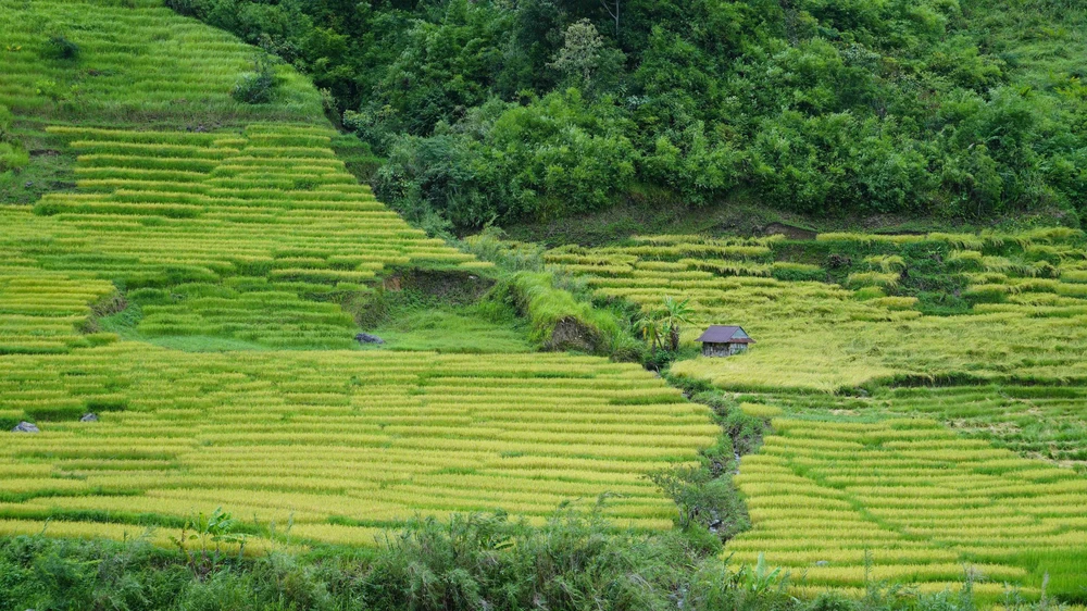 Vẻ đẹp ruộng bậc thang dưới chân núi Ngọc Linh - Ảnh 6. Vẻ đẹp ruộng bậc thang dưới chân núi Ngọc Linh - Ảnh 6.