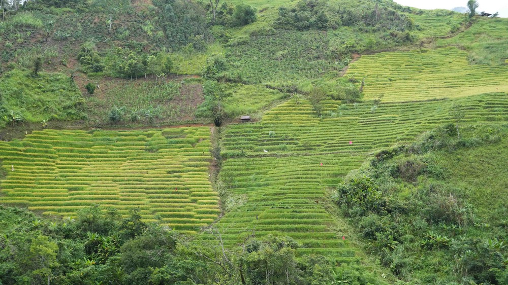 Vẻ đẹp ruộng bậc thang dưới chân núi Ngọc Linh - Ảnh 5. Vẻ đẹp ruộng bậc thang dưới chân núi Ngọc Linh - Ảnh 5.