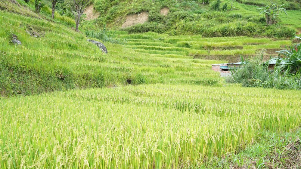 Vẻ đẹp ruộng bậc thang dưới chân núi Ngọc Linh - Ảnh 4. Vẻ đẹp ruộng bậc thang dưới chân núi Ngọc Linh - Ảnh 4.
