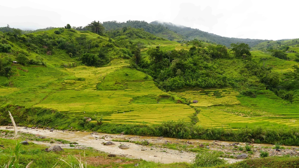 Vẻ đẹp ruộng bậc thang dưới chân núi Ngọc Linh - Ảnh 3. Vẻ đẹp ruộng bậc thang dưới chân núi Ngọc Linh - Ảnh 3.