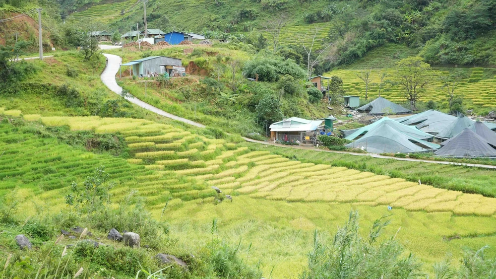 Vẻ đẹp ruộng bậc thang dưới chân núi Ngọc Linh - Ảnh 2. Vẻ đẹp ruộng bậc thang dưới chân núi Ngọc Linh - Ảnh 2.