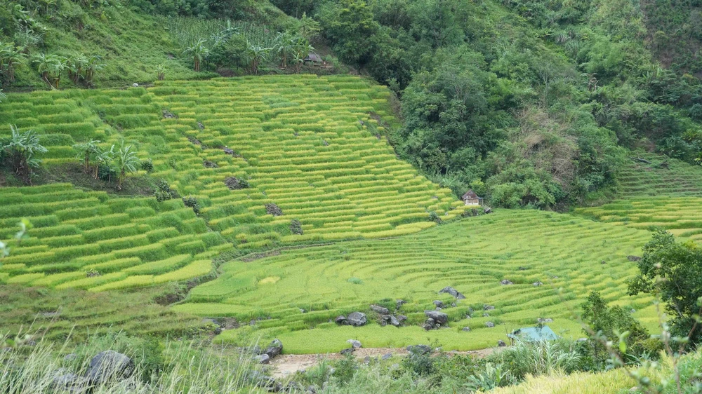 Vẻ đẹp ruộng bậc thang dưới chân núi Ngọc Linh - Ảnh 1. Vẻ đẹp ruộng bậc thang dưới chân núi Ngọc Linh - Ảnh 1.
