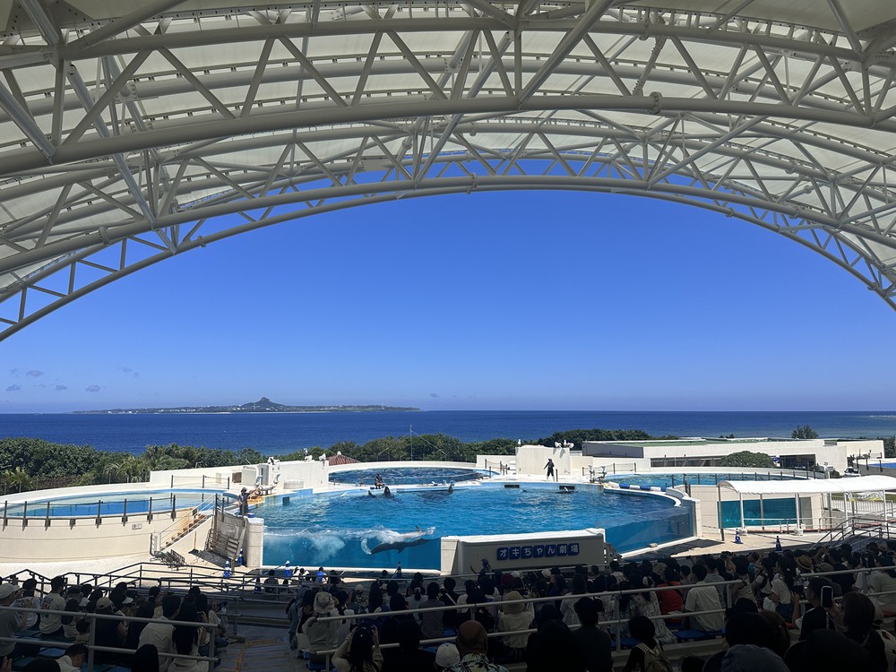 Vũ điệu cá heo giữa biển trời Okinawa - Ảnh 10.