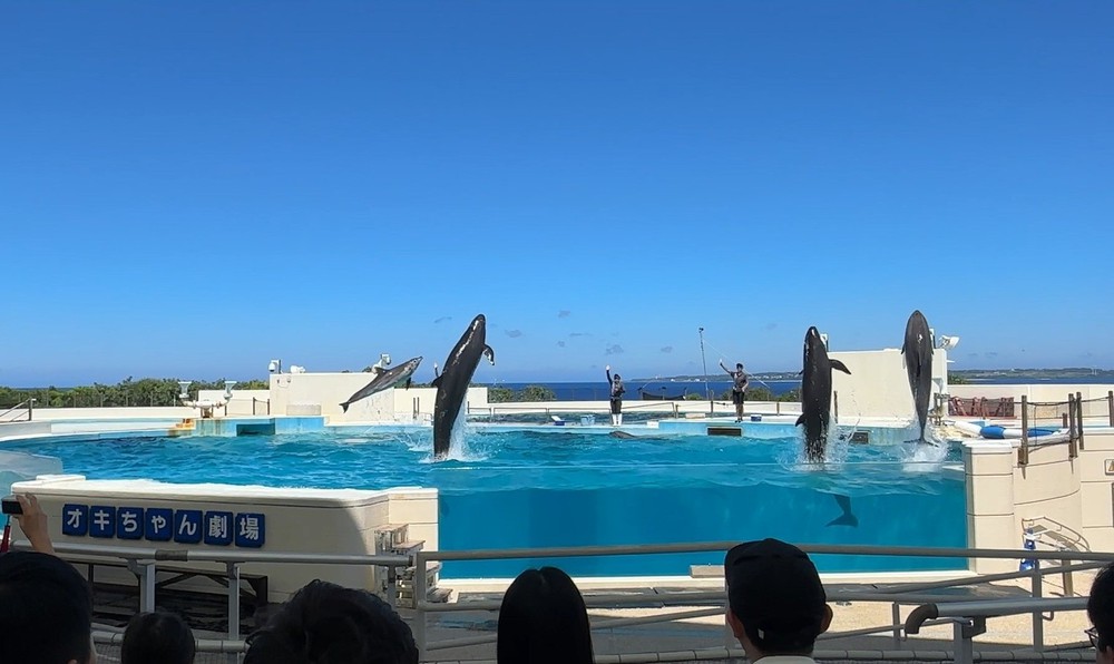 Vũ điệu cá heo giữa biển trời Okinawa - Ảnh 11.