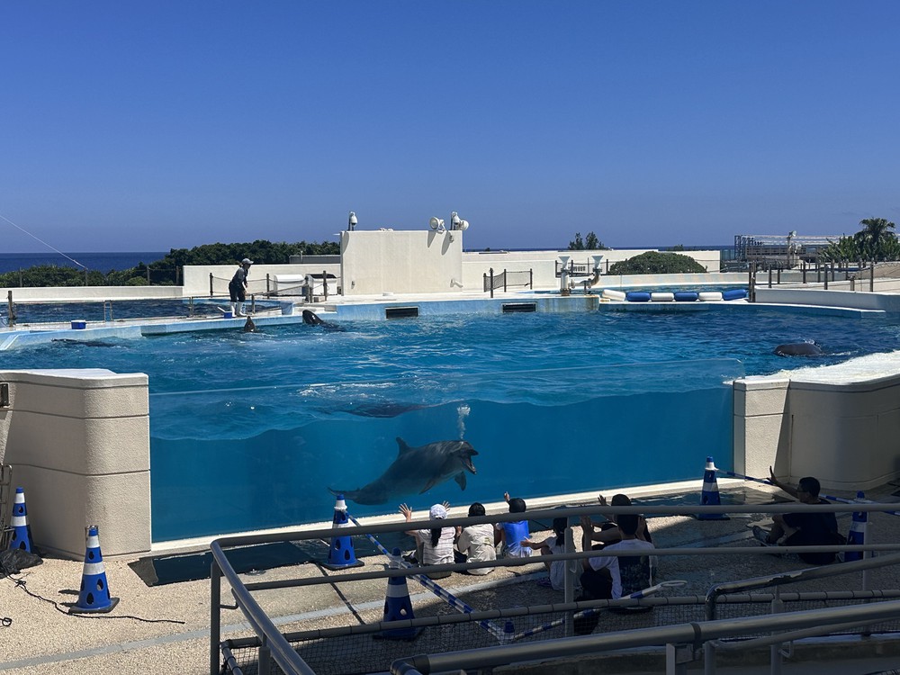 Vũ điệu cá heo giữa biển trời Okinawa - Ảnh 4.