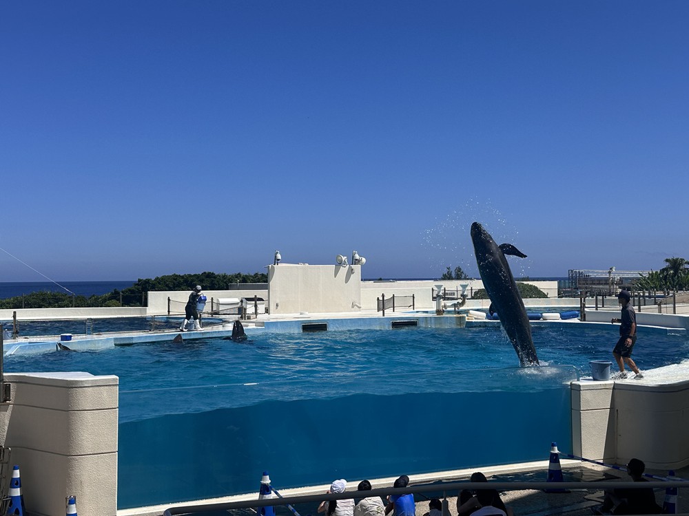 Vũ điệu cá heo giữa biển trời Okinawa - Ảnh 6.