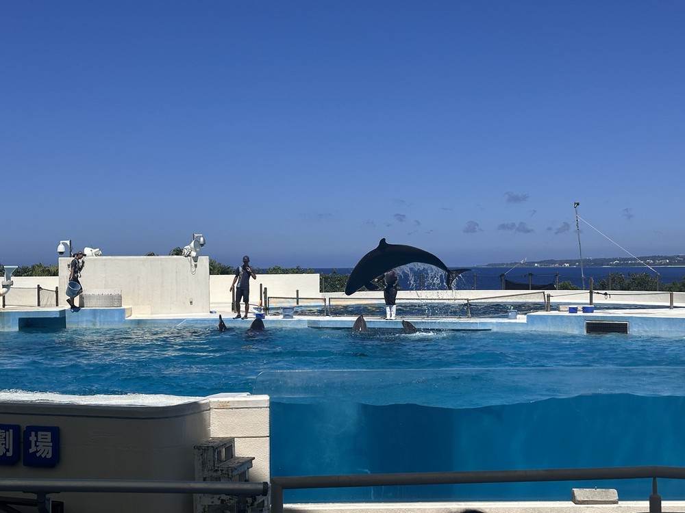 Vũ điệu cá heo giữa biển trời Okinawa - Ảnh 7.