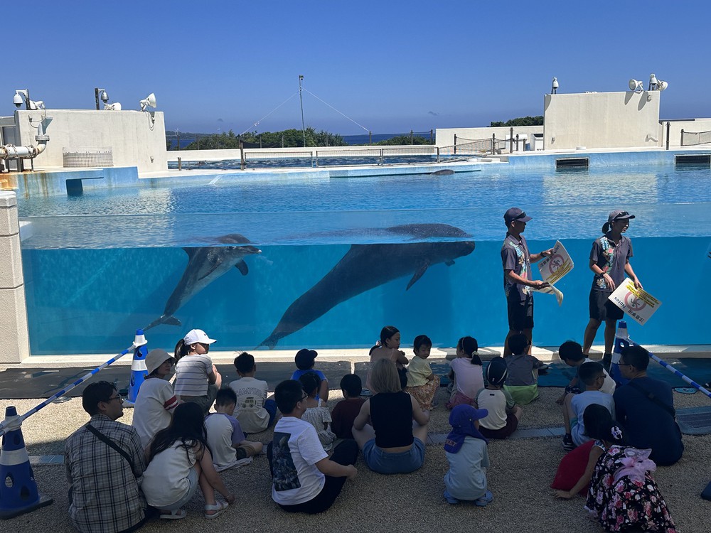 Vũ điệu cá heo giữa biển trời Okinawa - Ảnh 8.