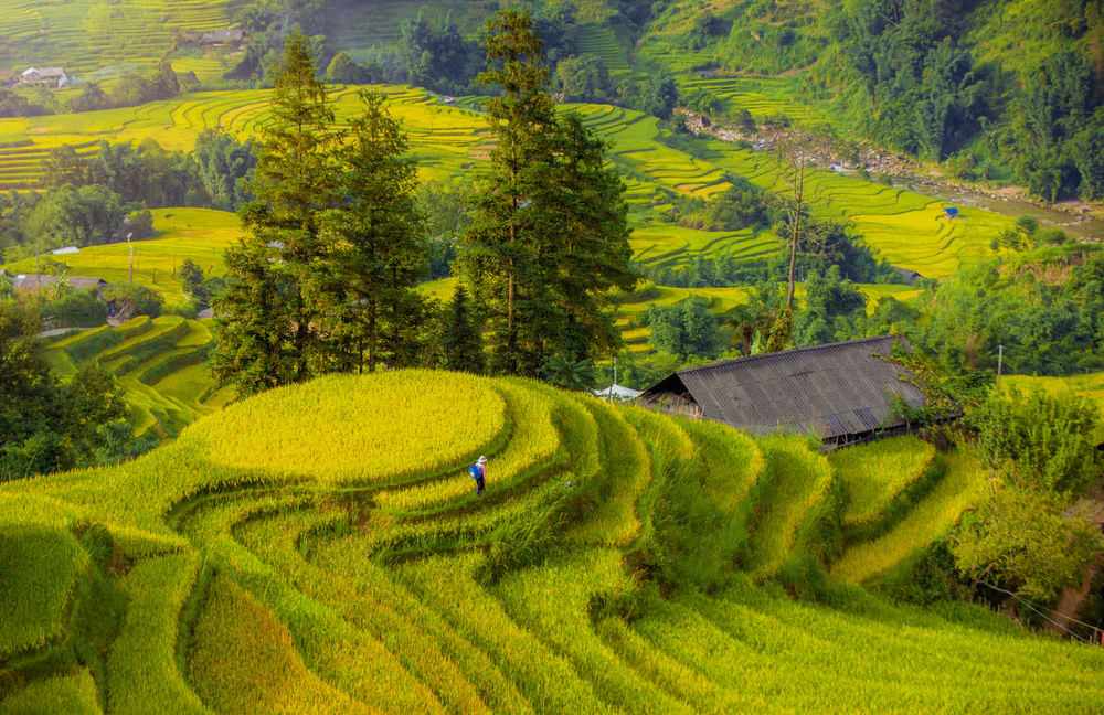 Dịp 2/9 này, lên Fansipan khám phá mùa vàng thổ cẩm, "săn" hoa xác pháo, dự lễ thượng cờ - Ảnh 5. Dịp 2/9 này, lên Fansipan khám phá mùa vàng thổ cẩm, "săn" hoa xác pháo, dự lễ thượng cờ - Ảnh 5.