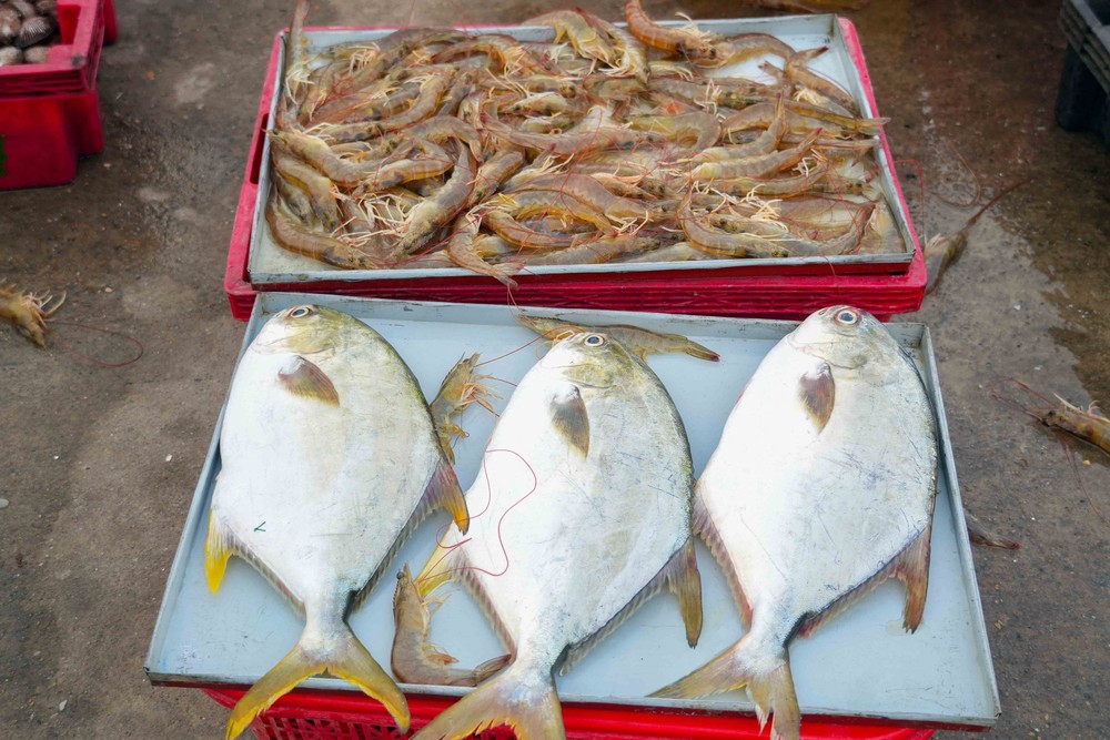 Nhịp sống sôi động tại cảng cá Cửa Nhượng, Hà Tĩnh - Ảnh 3.