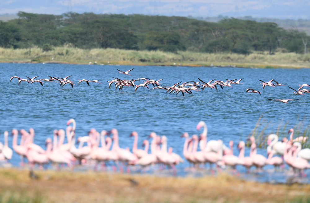 Những hồ nước giàu đa dạng sinh học ở Kenya - Ảnh 4.