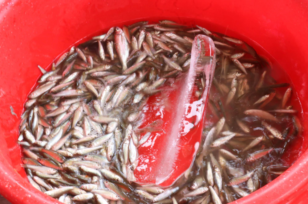 Mùa cá linh nơi đầu nguồn biên giới An Giang - Ảnh 3. Mùa cá linh nơi đầu nguồn biên giới An Giang - Ảnh 3.