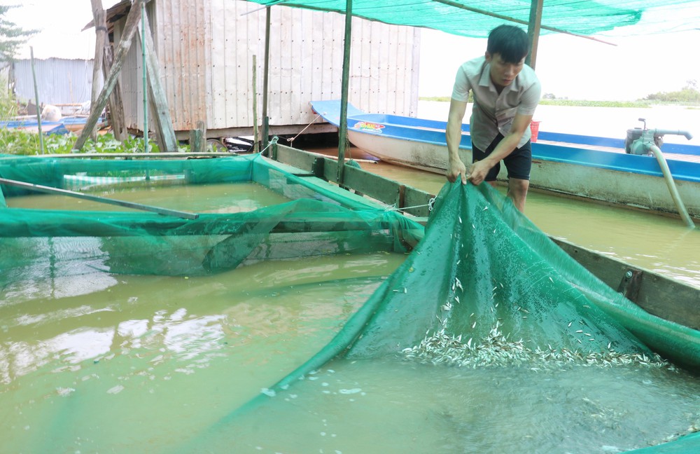 Mùa cá linh nơi đầu nguồn biên giới An Giang - Ảnh 6. Mùa cá linh nơi đầu nguồn biên giới An Giang - Ảnh 6.