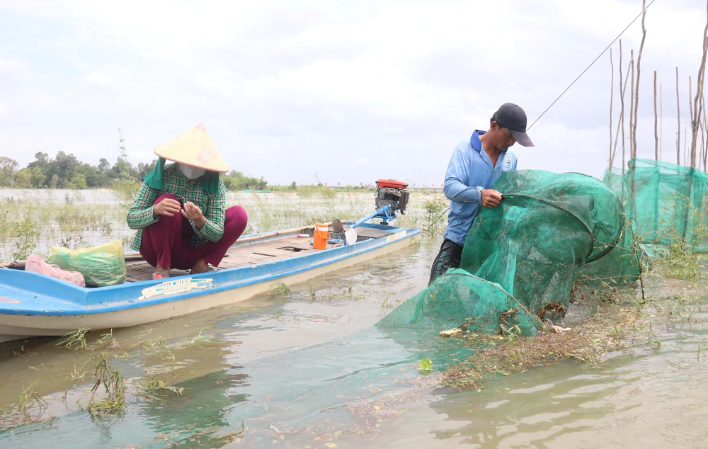 Mùa cá linh nơi đầu nguồn biên giới An Giang - Ảnh 5. Mùa cá linh nơi đầu nguồn biên giới An Giang - Ảnh 5.