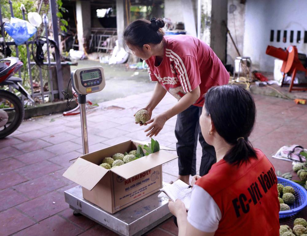 Phú Thọ: Mùa na chín ở Bồ Lý - Ảnh 12. Phú Thọ: Mùa na chín ở Bồ Lý - Ảnh 12.