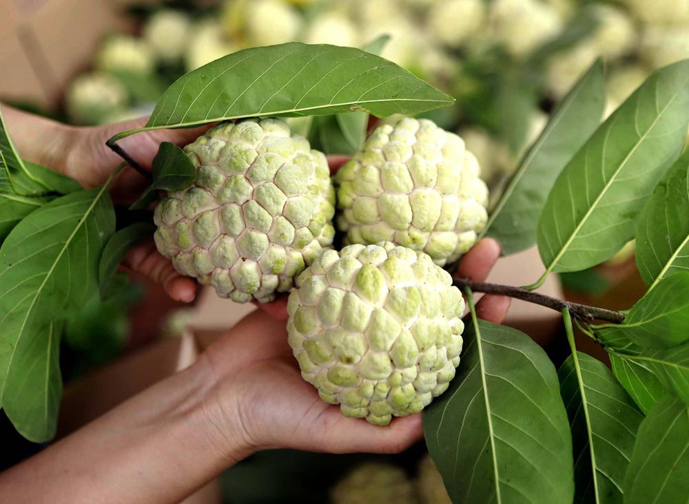 Phú Thọ: Mùa na chín ở Bồ Lý - Ảnh 8. Phú Thọ: Mùa na chín ở Bồ Lý - Ảnh 8.