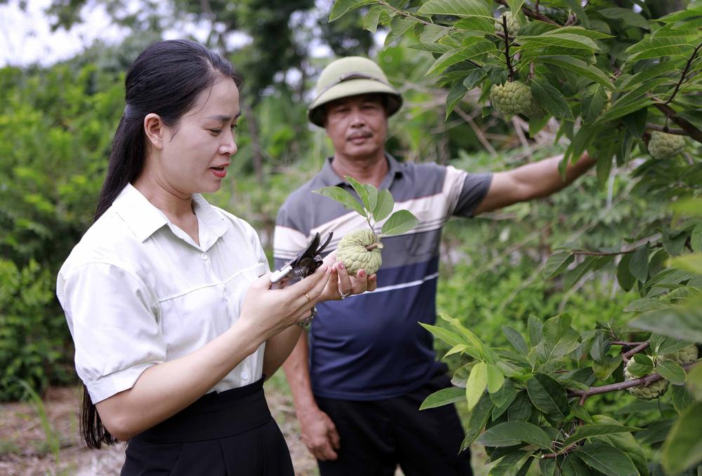 Phú Thọ: Mùa na chín ở Bồ Lý - Ảnh 2. Phú Thọ: Mùa na chín ở Bồ Lý - Ảnh 2.