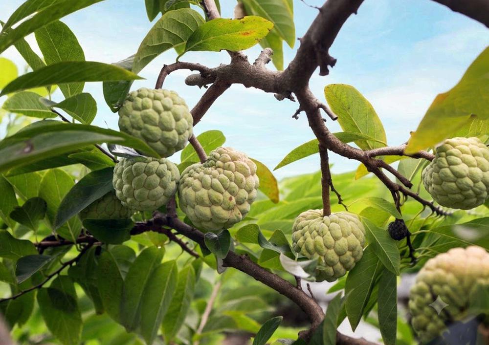 Phú Thọ: Mùa na chín ở Bồ Lý - Ảnh 6. Phú Thọ: Mùa na chín ở Bồ Lý - Ảnh 6.