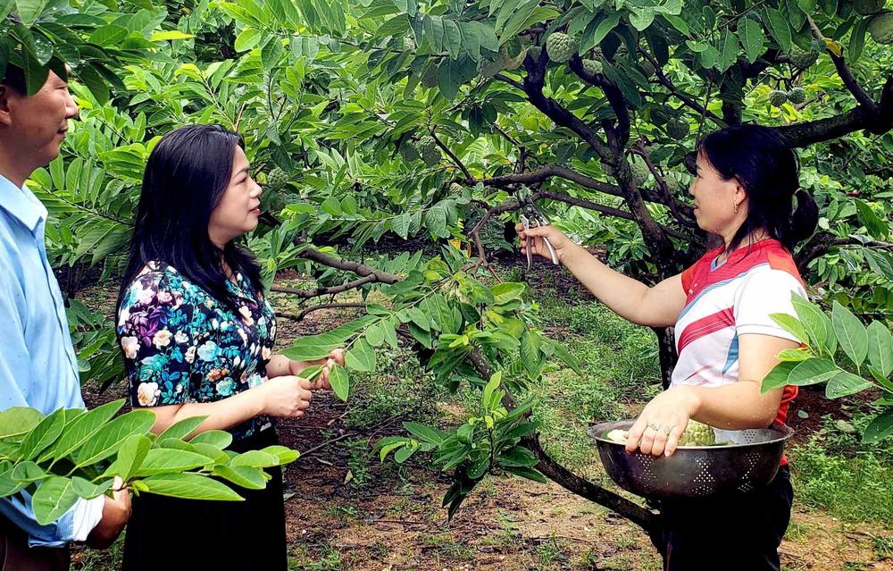 Phú Thọ: Mùa na chín ở Bồ Lý - Ảnh 1. Phú Thọ: Mùa na chín ở Bồ Lý - Ảnh 1.