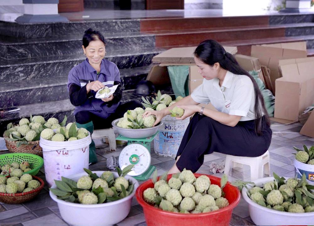 Phú Thọ: Mùa na chín ở Bồ Lý - Ảnh 11. Phú Thọ: Mùa na chín ở Bồ Lý - Ảnh 11.
