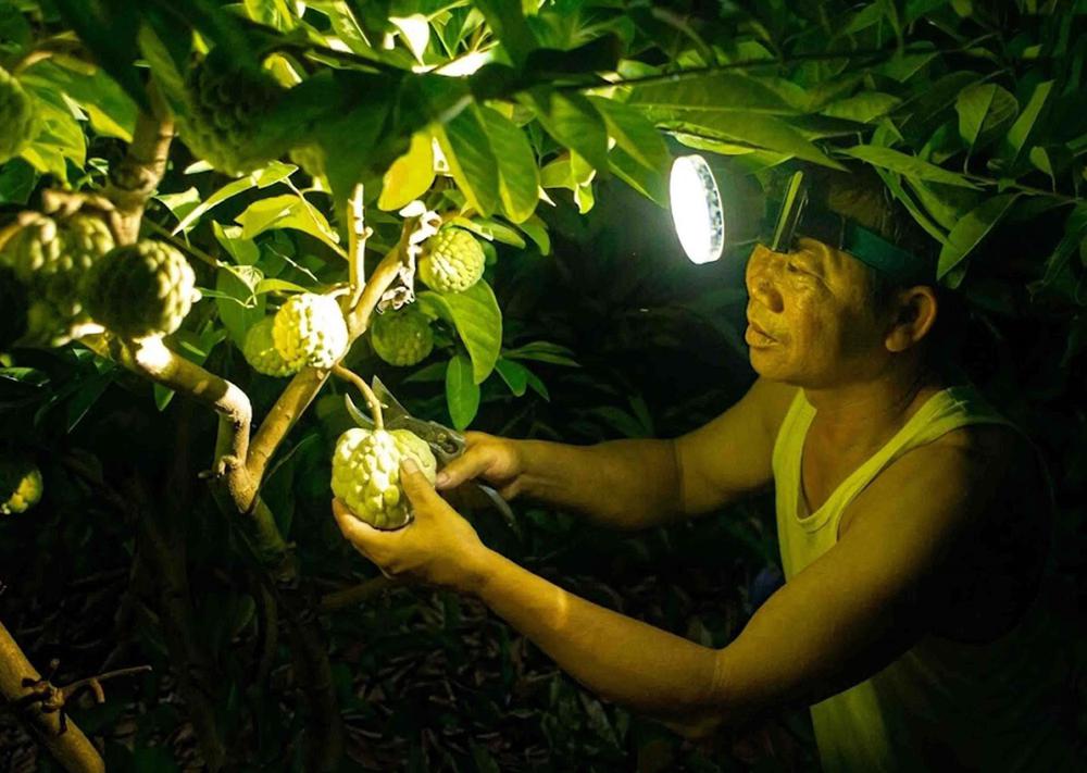 Phú Thọ: Mùa na chín ở Bồ Lý - Ảnh 3. Phú Thọ: Mùa na chín ở Bồ Lý - Ảnh 3.