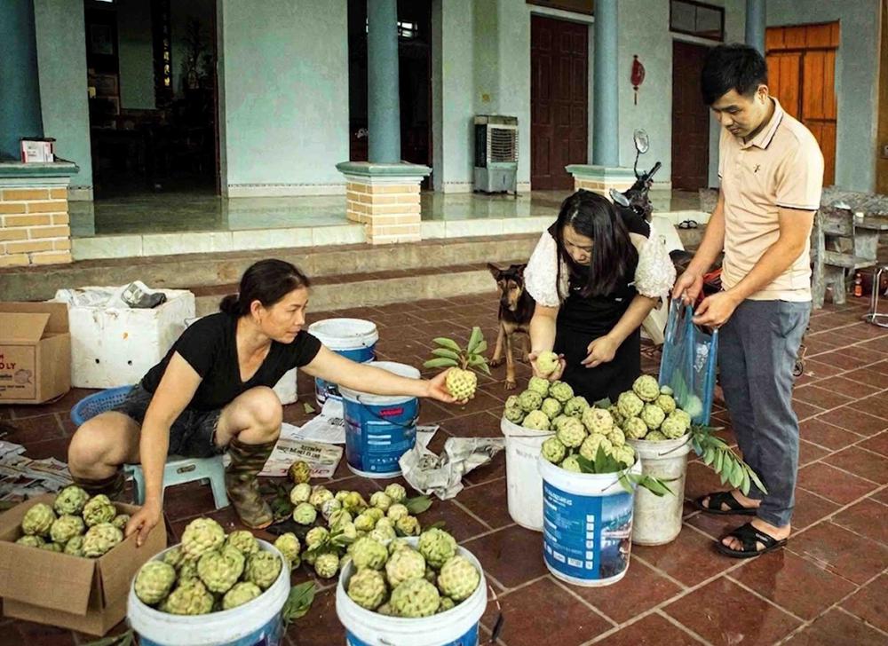 Phú Thọ: Mùa na chín ở Bồ Lý - Ảnh 10. Phú Thọ: Mùa na chín ở Bồ Lý - Ảnh 10.
