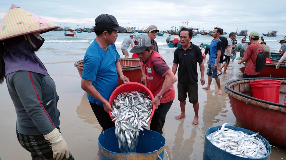Ngư dân xã Tam Xuân (Đà Nẵng) trúng đậm chuyến biển trong dịp nghỉ lễ Quốc khánh 2/9 năm nay - Ảnh 6. Ngư dân xã Tam Xuân (Đà Nẵng) trúng đậm chuyến biển trong dịp nghỉ lễ Quốc khánh 2/9 năm nay - Ảnh 6.