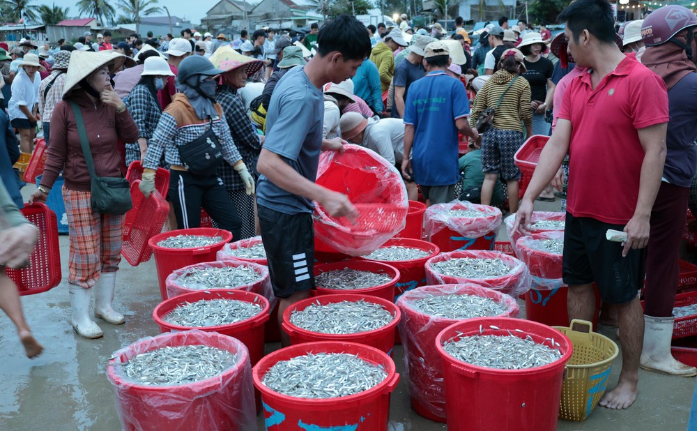 Ngư dân xã Tam Xuân (Đà Nẵng) trúng đậm chuyến biển trong dịp nghỉ lễ Quốc khánh 2/9 năm nay - Ảnh 3. Ngư dân xã Tam Xuân (Đà Nẵng) trúng đậm chuyến biển trong dịp nghỉ lễ Quốc khánh 2/9 năm nay - Ảnh 3.