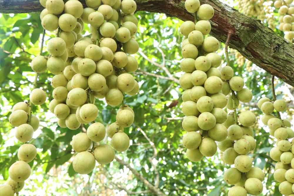 Mùa dâu Hạ Châu ở Cần Thơ - Ảnh 1.