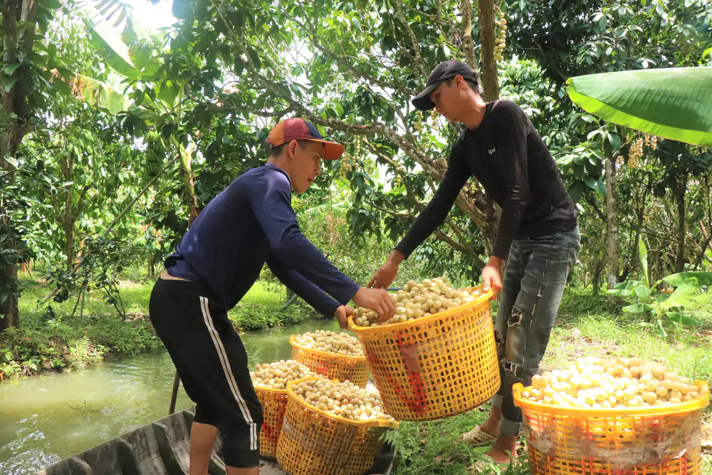 Mùa dâu Hạ Châu ở Cần Thơ - Ảnh 2.