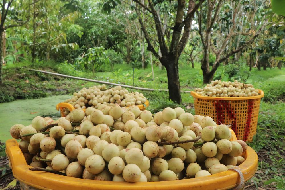Mùa dâu Hạ Châu ở Cần Thơ - Ảnh 3.