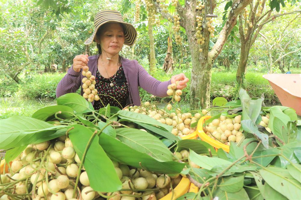 Mùa dâu Hạ Châu ở Cần Thơ - Ảnh 4.