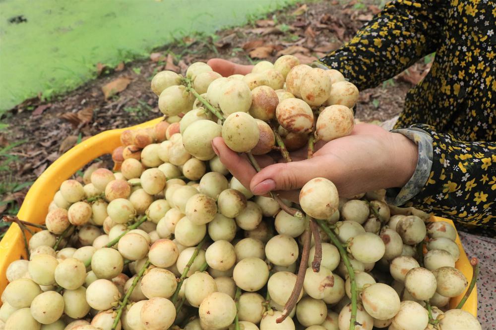 Mùa dâu Hạ Châu ở Cần Thơ - Ảnh 5.