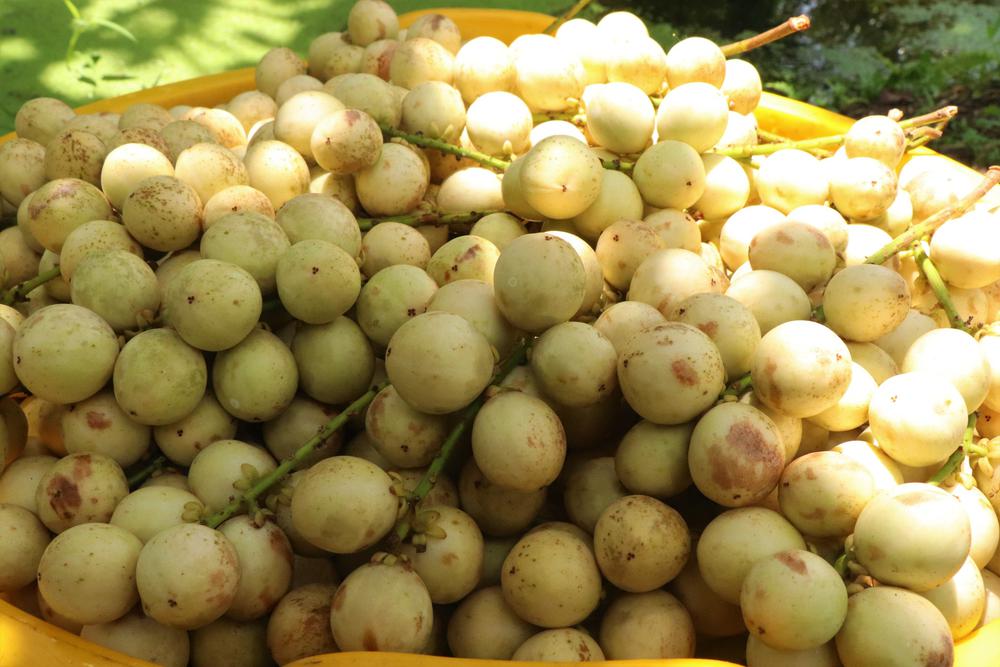 Mùa dâu Hạ Châu ở Cần Thơ - Ảnh 7.