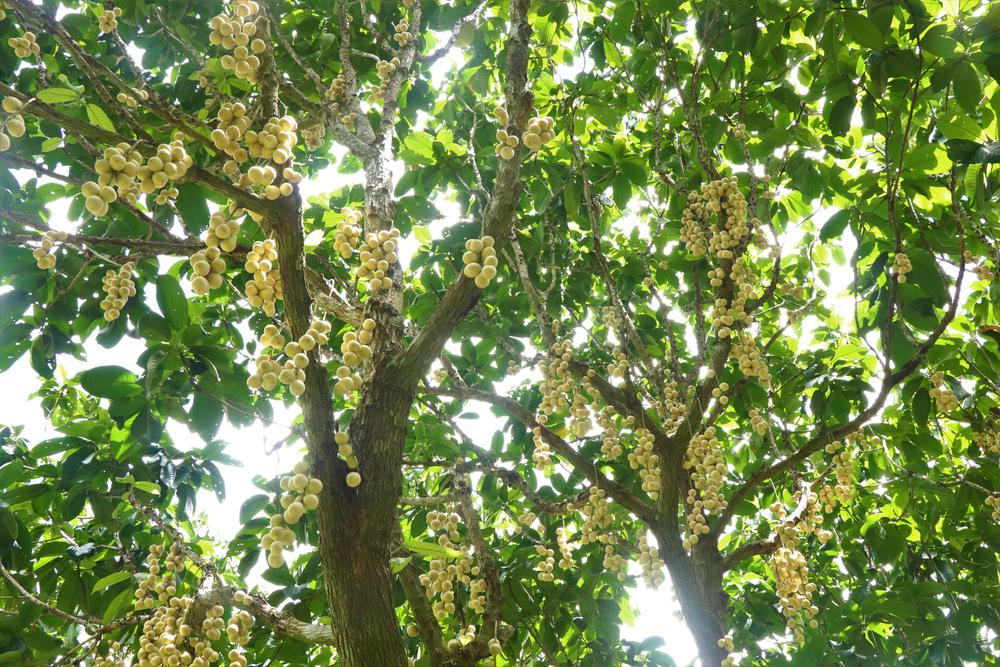 Mùa dâu Hạ Châu ở Cần Thơ - Ảnh 8.