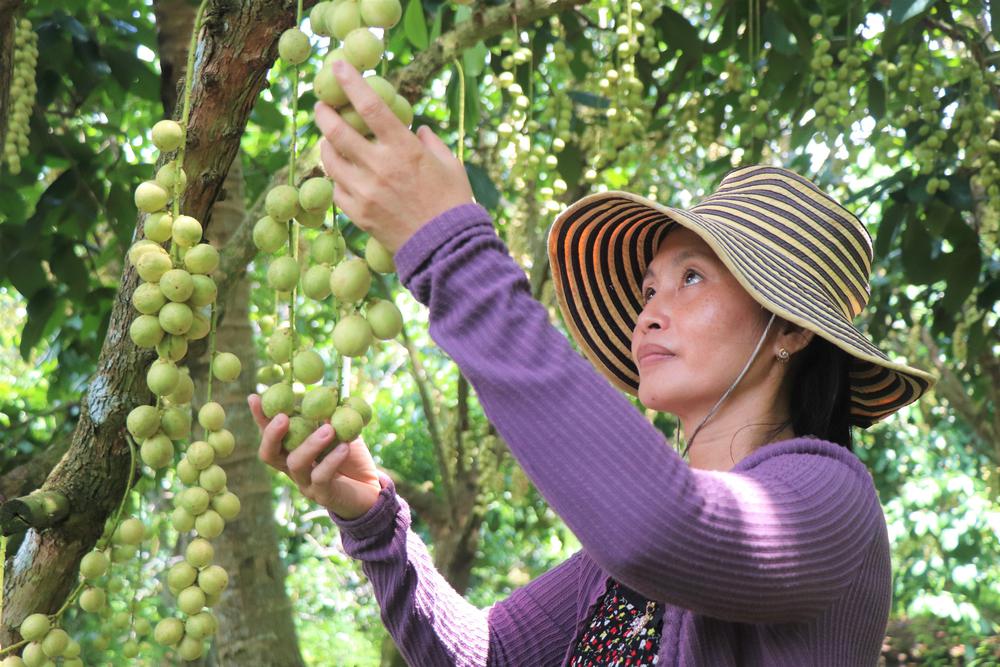 Mùa dâu Hạ Châu ở Cần Thơ - Ảnh 10.