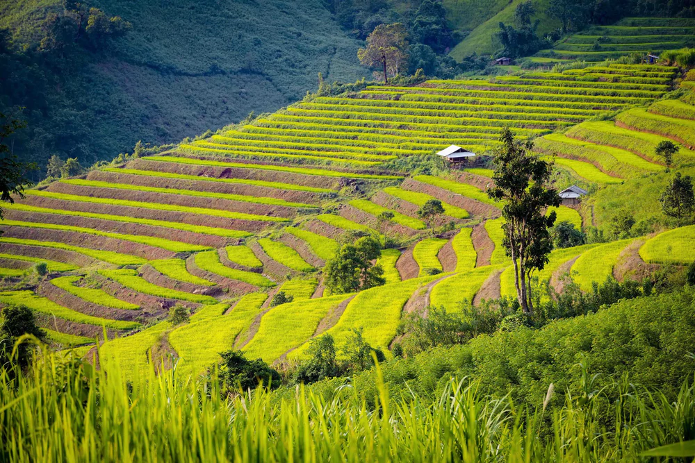 Vẻ đẹp ruộng bậc thang Pu Nhi, Điện Biên - Ảnh 2.