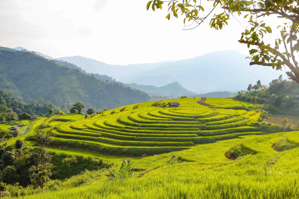 Vẻ đẹp ruộng bậc thang Pu Nhi, Điện Biên - Ảnh 5.