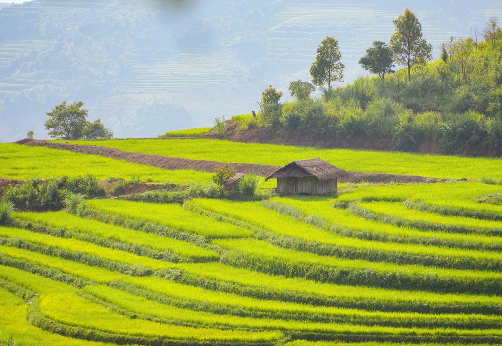 Vẻ đẹp ruộng bậc thang Pu Nhi, Điện Biên - Ảnh 1.